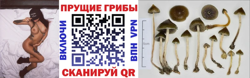 Псилоцибиновые грибы мухоморы  OMG зеркало  Сухиничи 
